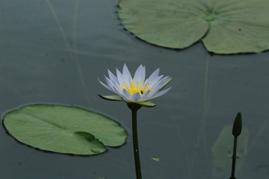 Lotus : plantation, multiplication, comment s'en occuper